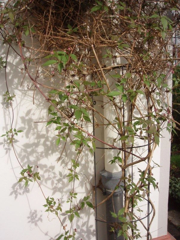 Nature Klimplantrek Halfrond Metaal Grijs 145 X 18 Cm 2 Nature Klimplantrek Halfrond Metaal Grijs 145 X 18 Cm - Afbeelding 2