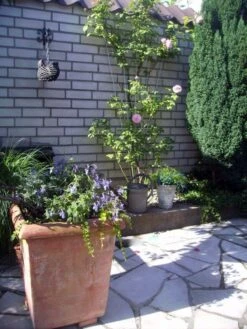 Nature Klimplantrek V-Vorm Metaal Grijs 145 X 5/75 Cm -Haxo Winkel 55e32628dc0efaf7479ea70597b62115