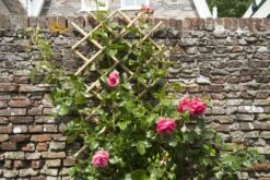 Nature Klimplantrek Bamboe 100x200cm 6 Nature Klimplantrek Bamboe 100x200cm -Haxo Winkel 8711338407226 3