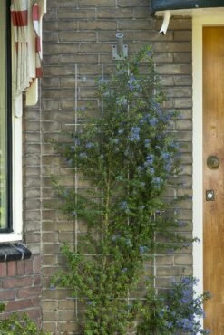 Nature Klimplantrek Metaal Verzinkt 145 X 57 Cm 6 Nature Klimplantrek Metaal Verzinkt 145 X 57 Cm -Haxo Winkel 8711338407363 1