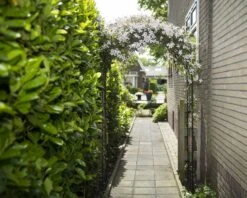 Nature Rozenboog H229x113x38cm -Haxo Winkel 8711338408025 2