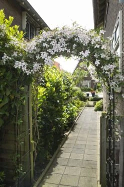 Nature Rozenboog H229x113x38cm -Haxo Winkel 8711338408025 3