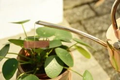 Esschert Kamerplanten Gieter Goud 1 L 18 Esschert Kamerplanten Gieter Goud 1 L -Haxo Winkel TG237 40