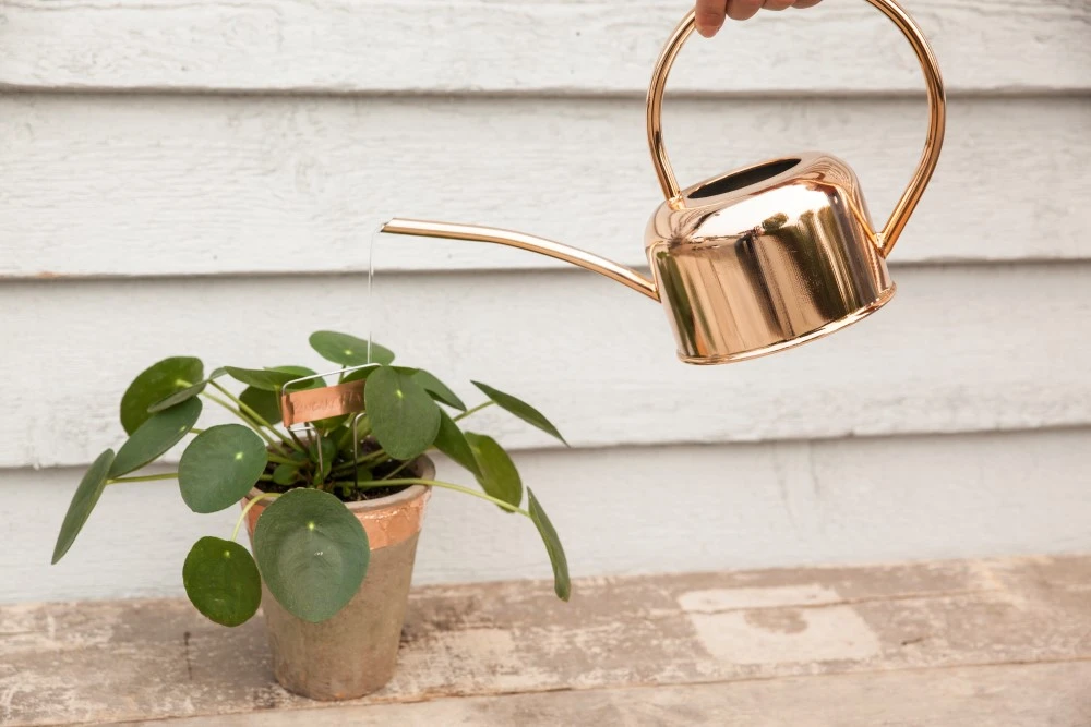 Esschert Kamerplanten Gieter Goud 1 L 12 Esschert Kamerplanten Gieter Goud 1 L - Afbeelding 12