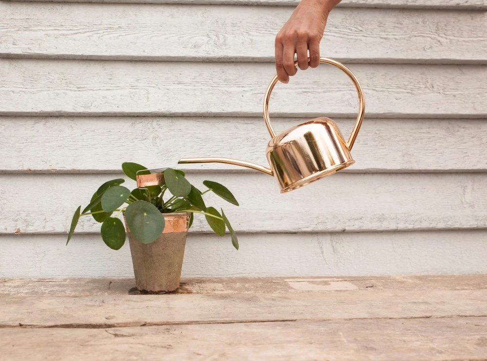 Esschert Kamerplanten Gieter Goud 1 L 6 Esschert Kamerplanten Gieter Goud 1 L - Afbeelding 6