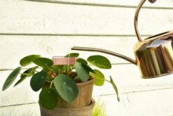 Esschert Kamerplanten Gieter Goud 1 L 22 Esschert Kamerplanten Gieter Goud 1 L -Haxo Winkel TG237 43