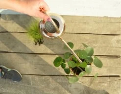 Esschert Kamerplanten Gieter Goud 1 L 16 Esschert Kamerplanten Gieter Goud 1 L -Haxo Winkel TG237 44