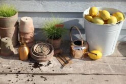 Esschert Kamerplanten Gieter Goud 1 L 20 Esschert Kamerplanten Gieter Goud 1 L -Haxo Winkel TG237 46