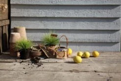 Esschert Kamerplanten Gieter Goud 1 L 19 Esschert Kamerplanten Gieter Goud 1 L -Haxo Winkel TG237 47